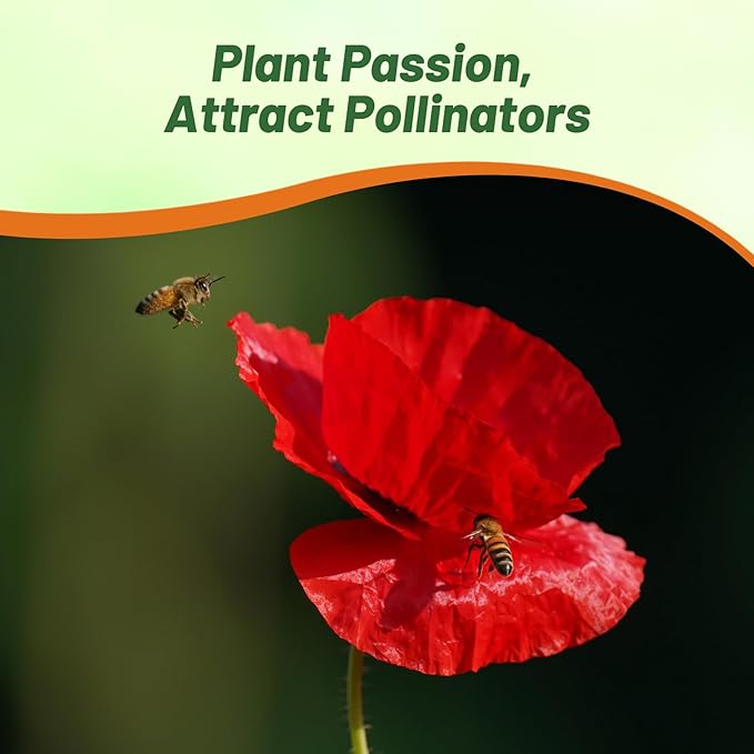 Outsidepride Red Poppy Seeds for Planting - 30000 Pcs. Annual, Drought-Tolerant & Easy to Grow Wildflower Seeds with Vibrant Red Blooms for Landscaping, & Pollinator Garden