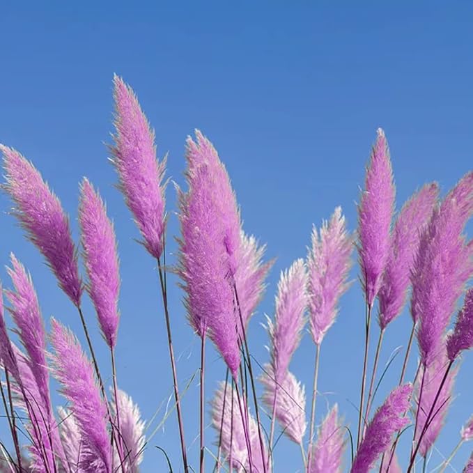 1000+ Mix Pampas Grass Seeds for Planting Cortaderia Selloana Seeds Heirloom Ornamental Plants Decor Garden Tall Feathery Blooms Blue White Pink Red Yellow