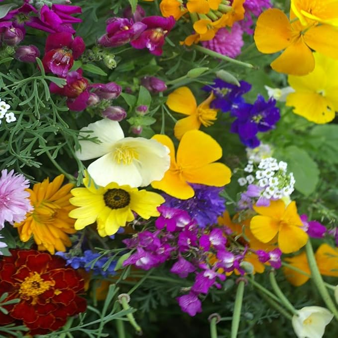 Outsidepride Balcony Wild Flower Seed Mix - 10,000 Seeds, Windowsill-Friendly Annual & Perennial Flower Seeds for Small Spaces, Easy-to-Grow Variety, Ideal for Balcony Gardens & Urban Flower Beds