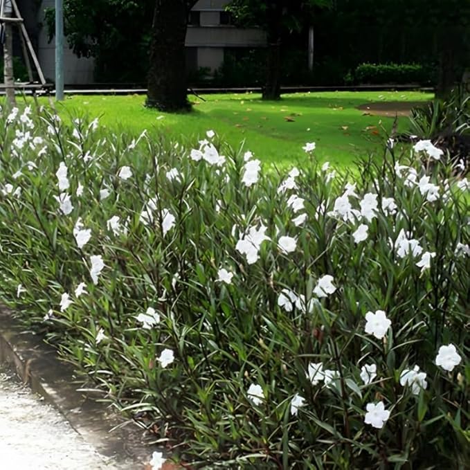 Set 6 White Mexican Petunia Plants Live, Perennial Outdoor Growing, Startrer Size 4-6" in Tall, Long Blooming Season, Landscapes, Borders, Ground Cover
