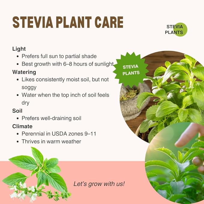 Pack 2 Stevia Plants Live, 4-7 Inches Tall, Fragrant Stevia Herb Ready to Grow Garden or Containers
