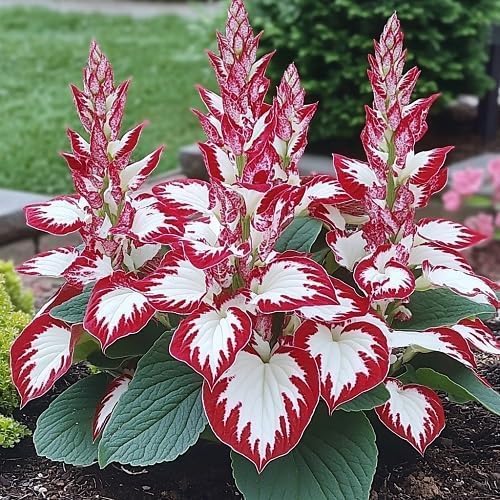 100+ Hosta Seeds for Planting Outdoors, Rare Perennial Flower Seeds, Shade Loving Hosta Plants for Garden Beds, Containers, Patios (White and Red)