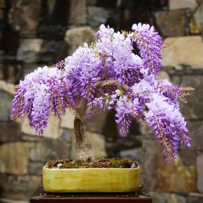 5Pcs Bonsai Tree Wisteria Tree Seeds for Planting-Non-GMO Heirloom Plant Seeds