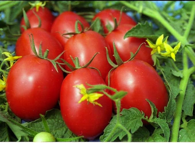 CEMEHA SEEDS - Seeds Red De-Barao Tomato Determinate Non GMO Vegetable for Planting