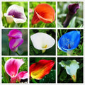 Calla Lily Seeds Beautiful Flowers -100Pcs Seeds