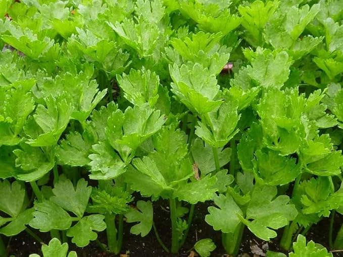 4000 Cutting Leaf Celery Apium Graveolens Soup Vegetable Herb Seeds