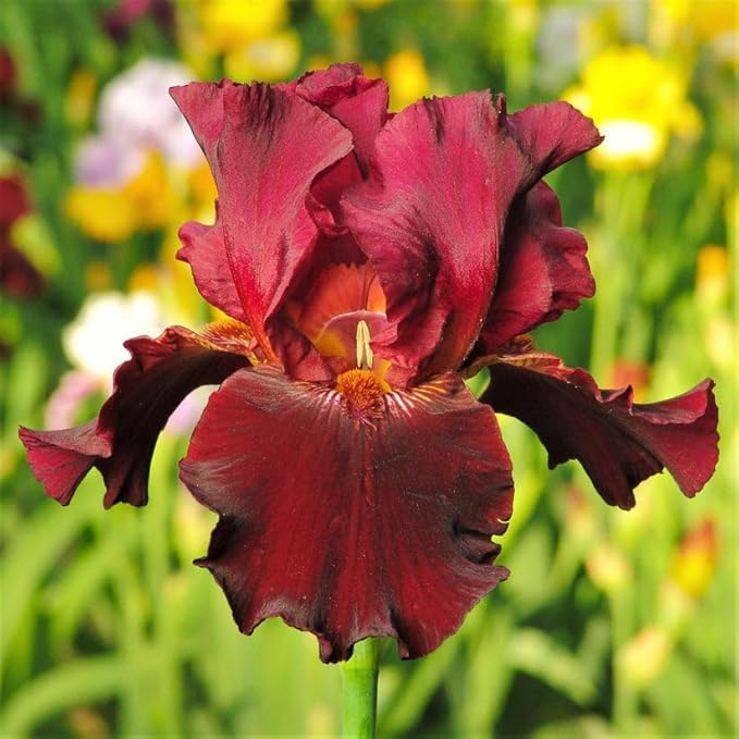 Bernie's Legacy Re-Blooming Bearded Iris Flower Rhizome - Grows Year After Year - Perennial, Fragrant & Great for Cut Floral Arrangements - Easy to Grow Fall Planting Bulbs by Willard & May