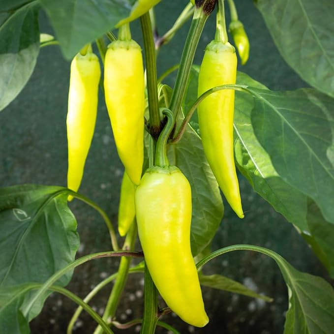 Todd's Seeds Sweet Banana Pepper Heirloom Seed - 1g Packet