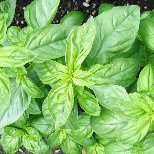 Dirt Goddess Super Seeds ~ Genovese Basil Seeds (1/2 lb) Bulk Non GMO