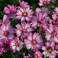 Park Seed Cosmo Flower Plant Seeds, Easy to Grow, Perfect for Spring Garden, Capriola, Pack of 25