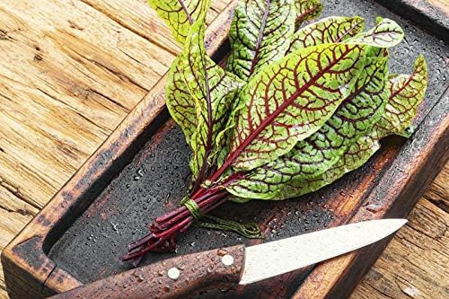 NIKA SEEDS - Seeds Herb Sorrel Bloody Dock Red Veined - 100 Seeds