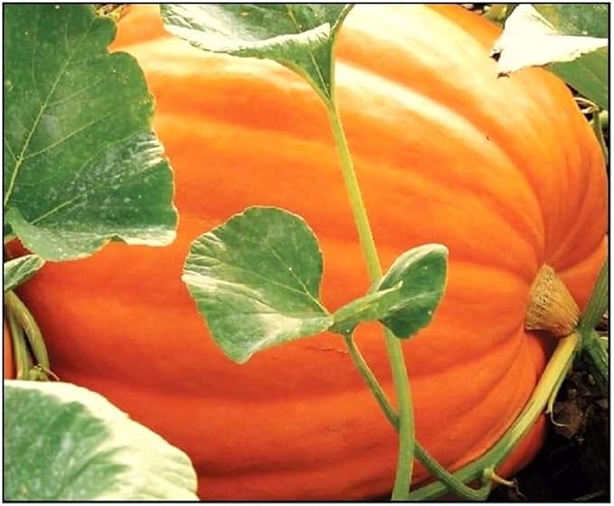 Vegetable Garden Seeds for Planting - Grow Heirloom Vegetables (Big Max Pumpkins)