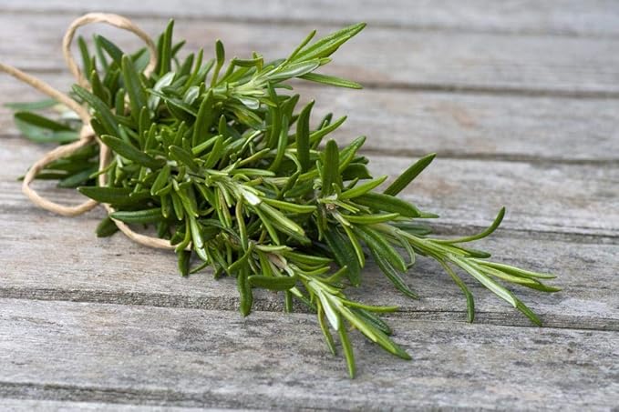 Gaea's Blessing Seeds - Rosemary Seeds - Heirloom Non-GMO Seeds with Easy to Follow Instructions 97% Germination Rate (Pack of 3)