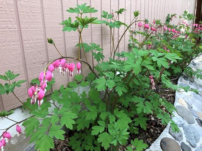 20 Pcs Bleeding Heart Seeds Dicentra Spectabilis Shade Flower Garden Spring Flowering