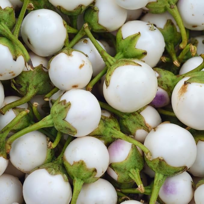 Eggplants Seeds, 100 White Eggplants Seeds for Planting Outdoor, Eggplants Vegetable Seeds