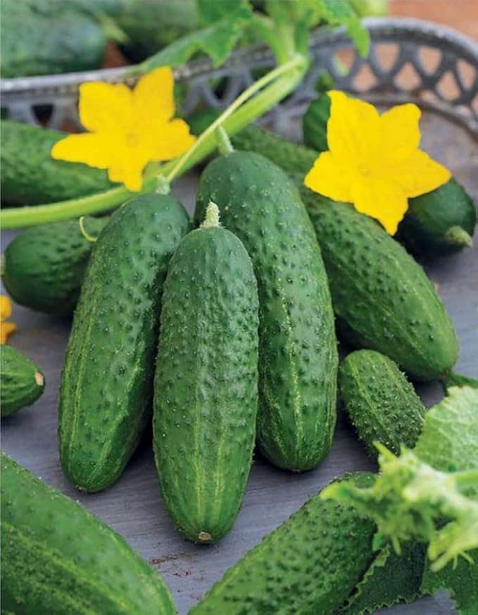 KIRA SEEDS - Seeds Cucumber Bush Champion - Open-Pollinated - Heirloom Vegetable - GMO Free