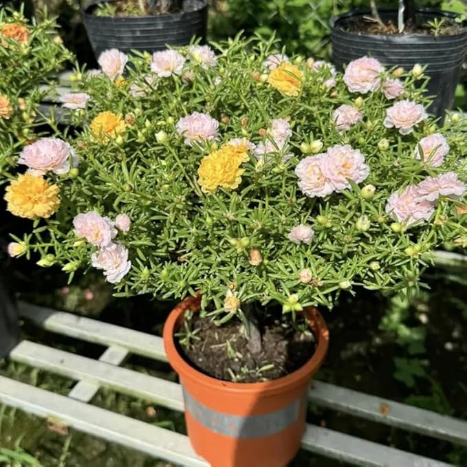 200+ Light Pink Moss Rose Seeds Portulaca Grandiflora Vietnam Rose Flowers Seeds Heirloom Succulent Ground Cover Flowers