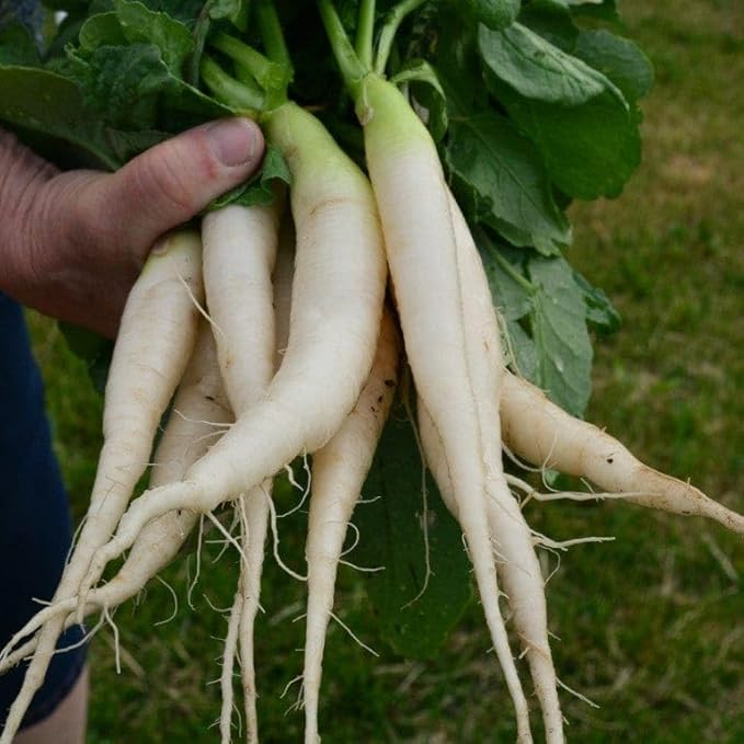 White Icicle Radish - 150 Seeds - Tender, Long, White Roots, Fast Growing & Cold Tolerant, Non-GMO Heirloom Radish Seeds for Planting in The Home Garden, Thresh Seed Company