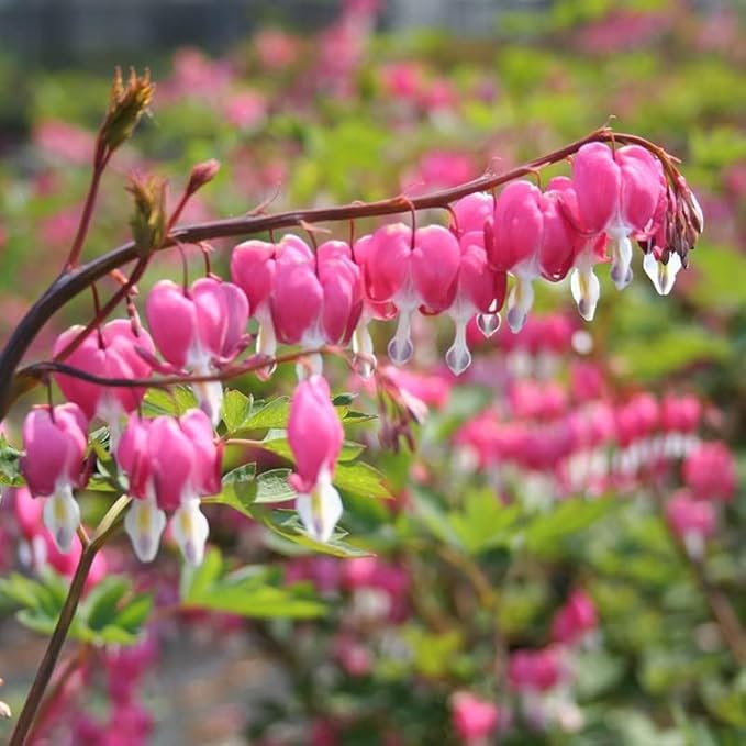Dicentra Spectabilis Seeds for Planting - 100 Bleeding Heart Seeds Shade Flower Garden Home Outdoor Indoor