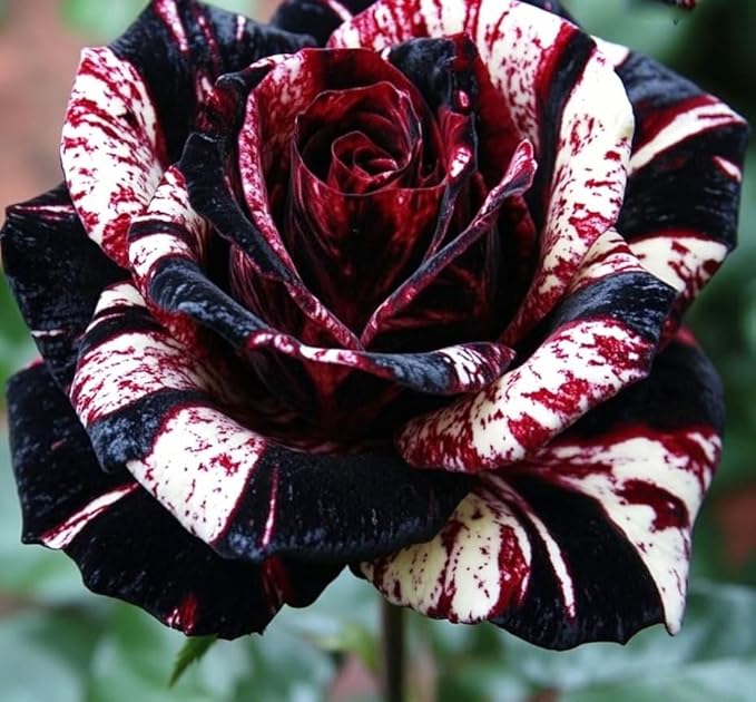 100+ Seed Rare Rose Seeds for Planting Outdoor-Perennial Flowers Seed Create Colorful Rose Garden Home Pollinator Friendly