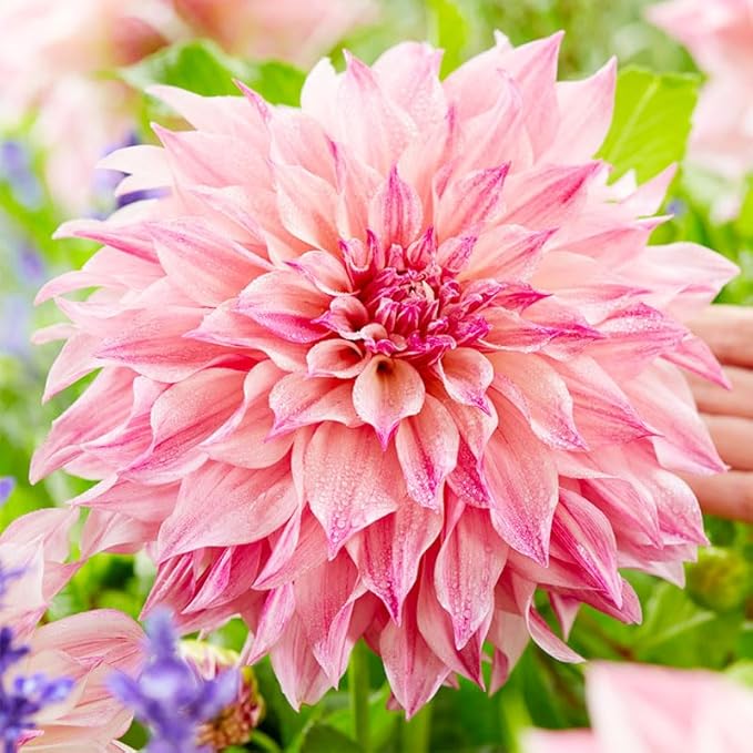 Mix Giant Dahlia Seeds for Planting -1100 Pcs Annual Flower Seeds with Colorful Blooms for Containers