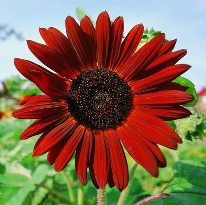 30PCS Mixed Color Sunflower Seeds for Planting Non-GMO Flower Seeds Heirloom