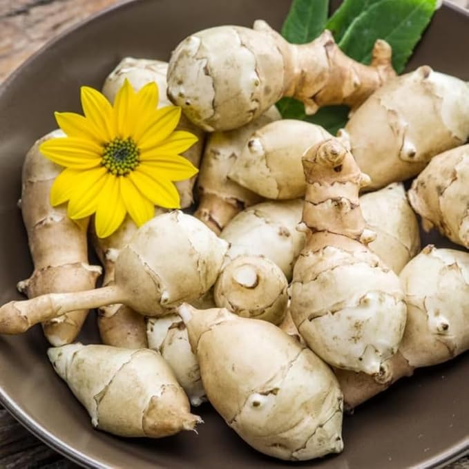 5 Jerusalem Artichoke Tubers, Sunchoke for Planting, Hardy Perennial Vegetable for Home Garden