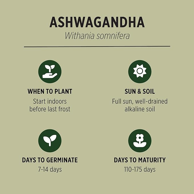 Banyan Botanicals Organic Ashwagandha Seeds – Withania Somnifera Easy to Grow Seeds to Grow Your Own Ayurvedic Herbs – 50 Count – Open Pollinated Non-GMO
