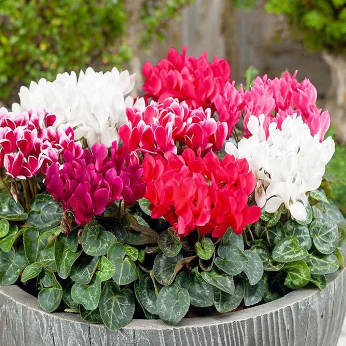 Outsidepride Persicum Cyclamen Seeds - 50 Pcs Compact, Annual Flowering House Plants with Attractive Blooms & Foliage, for Shaded Garden Areas, Small Spaces, Containers, Indoors & Outdoors