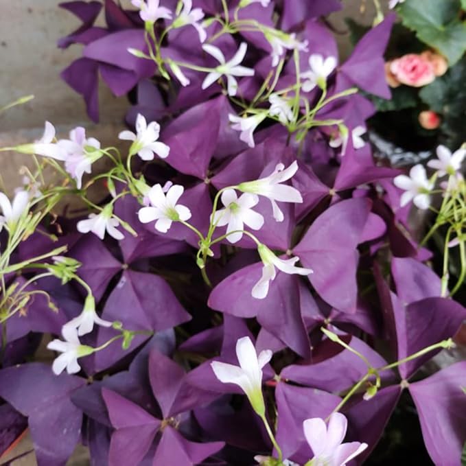 12PCS Purple Shamrocks Bulbs Good Luck Plant Purple Oxalis Bulbs for Planting Grows Indoor or Outdoor Oxalis Triangularis Bulb The Novice