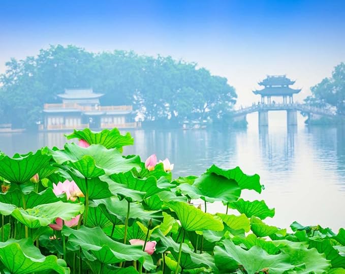 30PCS Bowl Lotus Seeds Bonsai Lotus Seeds for Planting Water Lily Flower Aquatic Plants Seed Pond Plants Non GMO Home Garden Plant Seed Flowering Aquatic Bonsai Plant (Nelumbo)