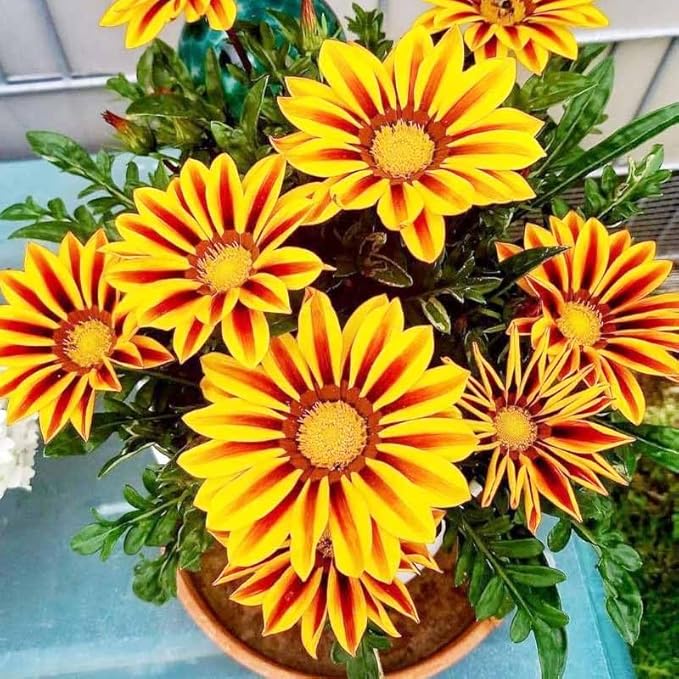 300+ Perennial Gazania Rigens Flower Seeds for Planting-Heat and Drought Tolerant - Beautiful Flower