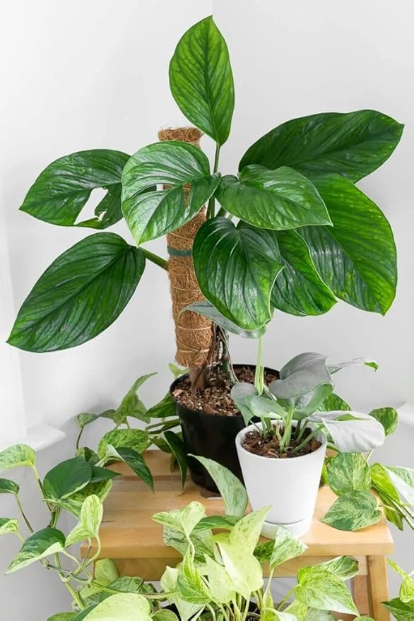 GARDENERA Monstera Pinnatipartita Plant Soil Mix - Hand-Crafted with The Finest Ingredients for Vibrant Foliage - 2 Quart
