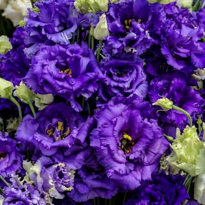 1050+Mixed Lisianthus Seeds for Planting-Perennial Eustoma Grandiflorum Flower Plants Seeds
