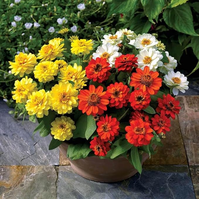 Park Seed Zinnia Seeds, Planting Flowers, Easy to Grow, Non-GMO, Perfect for Spring Garden, Profusion Double Sunrise Mix, Pack of 25