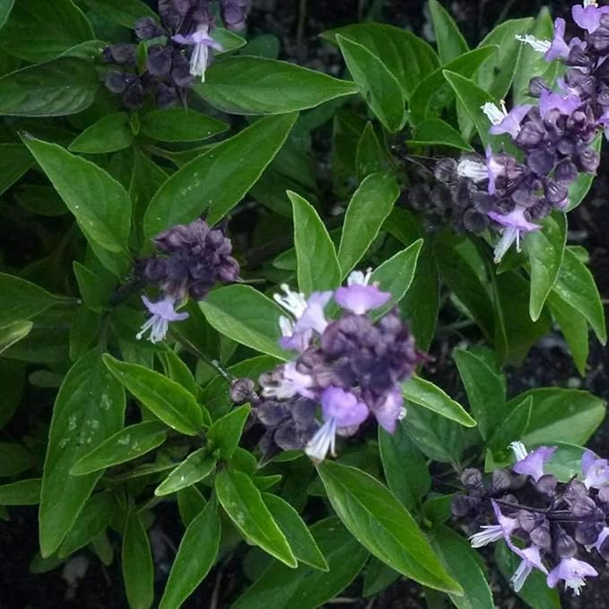 Basil Licorice (100+ Seed Pack) - COOL BEANS N SPROUTS Brand - Non-GMO - Home Gardening