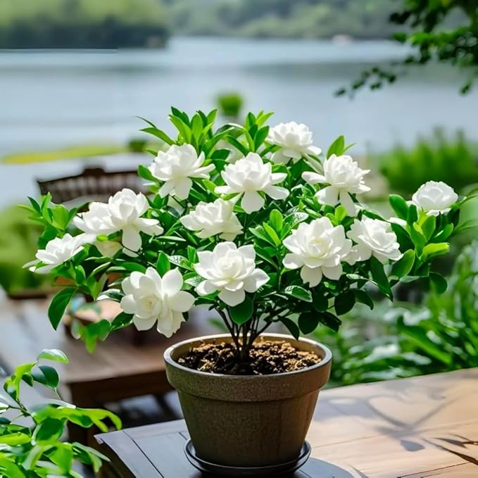 300pcs Gardenia Seeds for Planting, Non-GMO, High Germination, Fragrant Flower Seeds, Ideal for Garden Beds, Patio Pots, Indoor Windowsills