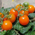 100PCS Orange Hat Micro Dwarf Tomato Seeds Non-GMO Heirloom Seeds
