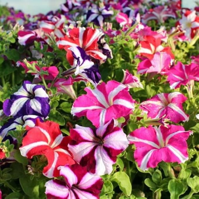 KIRA SEEDS - Seeds Petunia Starfall F1 Mix - Annual Flowers for Planting - GMO Free