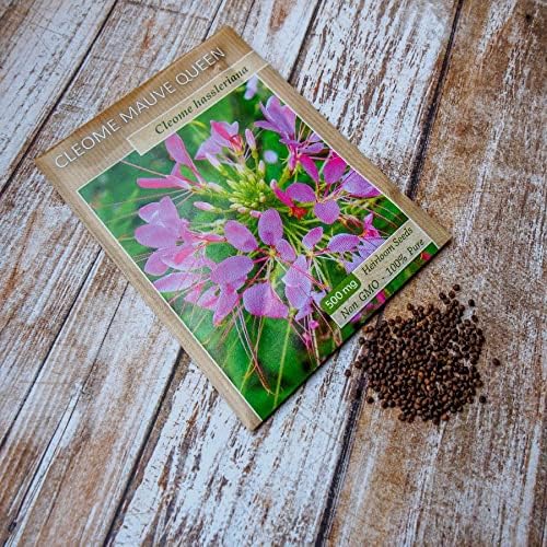 Eden Brothers Cleome Seeds - Mauve Queen