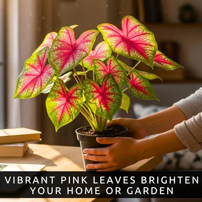Pink Princess Caladium Bulbs for Planting – Vibrant Pink & Green Spotted Leaves, Easy-Grow Shade Plant, Tropical Color for Garden Beds, Borders & Containers (6 Bulbs)