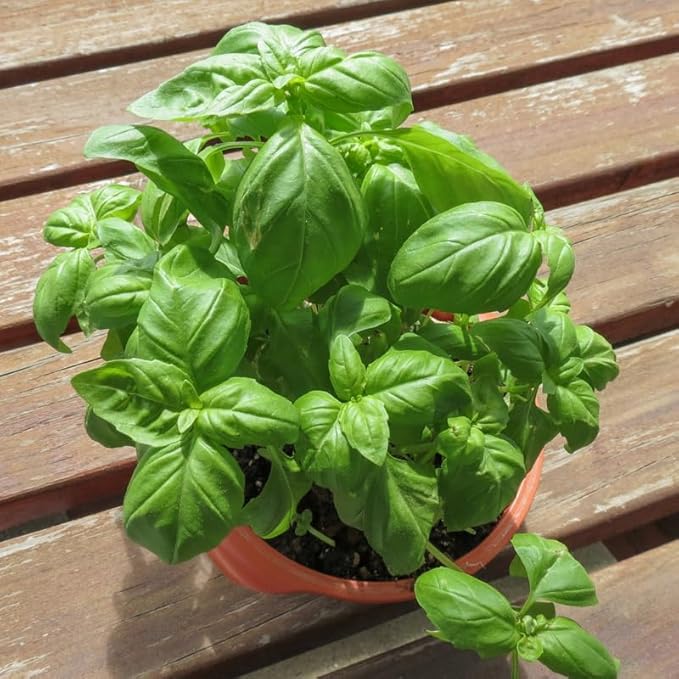 3 Sweet Basil Live Plants, Live Basil Herb Plant, Ready to Grow Indoor Outdoor 3-5 Inches, Well Rooted Herbs