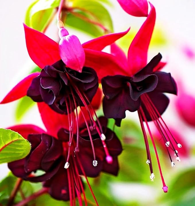 Mixed Fuchsia Flower Seeds Perennial Home Bonsai 100 Pcs Seeds