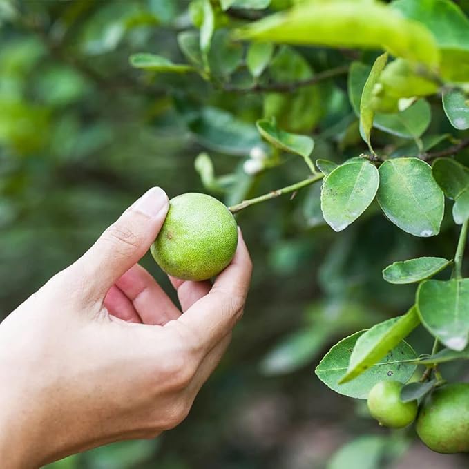 Gardenera's Premium Lime Soil Mix - Fast-Draining Potting Soil for Growing and Repotting Citrus Aurantifolia - 4 Quart