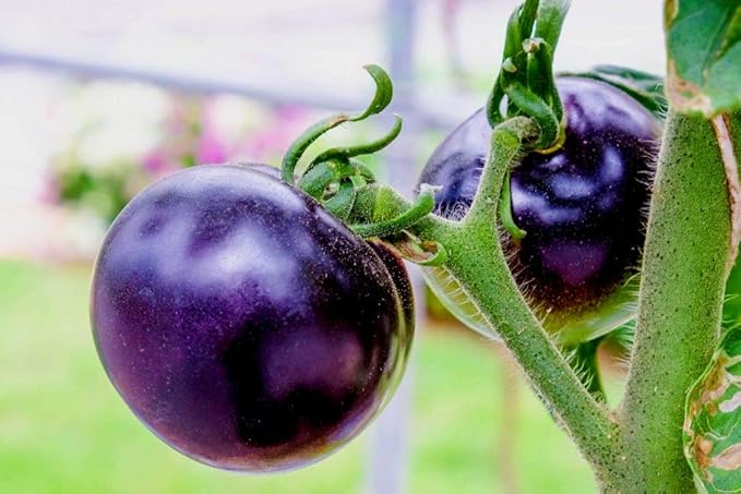 Seeds Rare Purple Tomato 30+ Seeds for Planting Indeterminate Tomato