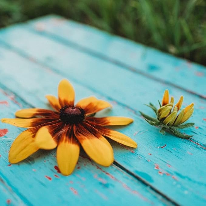 Gloriosa Daisy - 250 Seeds - Large Showy Red & Yellow Flowers, Attracts Pollinators, Non-GMO Black-Eyed Susan Seeds for Planting in The Home Garden, Thresh Seed Company
