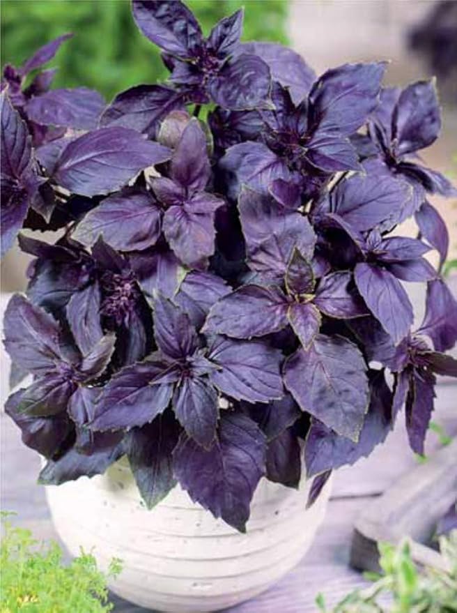 CEMEHA SEEDS - Seeds Purple Basil Indoor Non GMO Herbs for Planting
