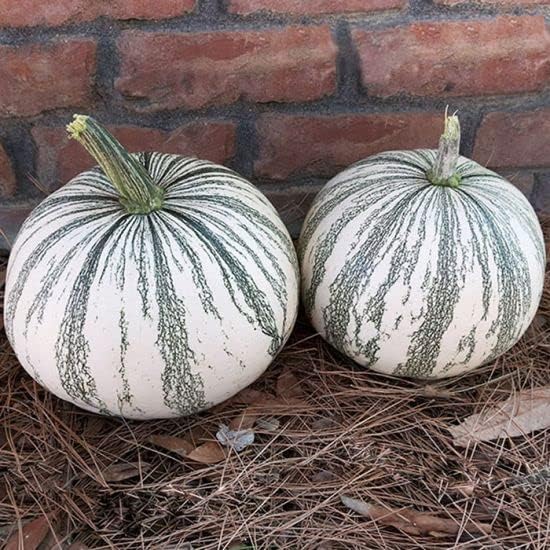 Silver Edge Pumpkin Seeds for Planting (10 Seeds) - Exotic Striped Squash That is Easy to Grow