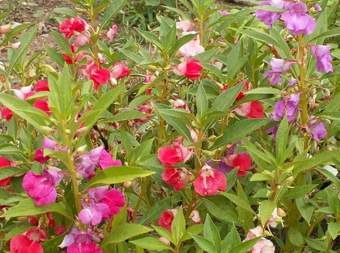 250 Balsam Flower Seeds, ‘Camellia Flowered Mix’, Impatiens balsamina