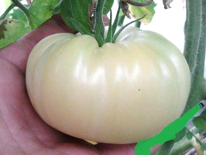 NIKA SEEDS - Seeds Vegetable Tomato Great White - 25 Seeds